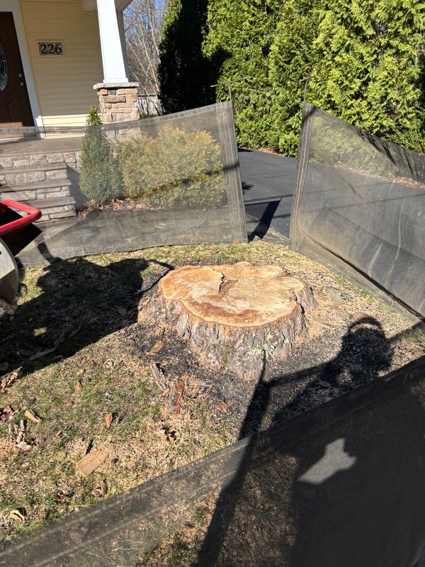 Stump Removal