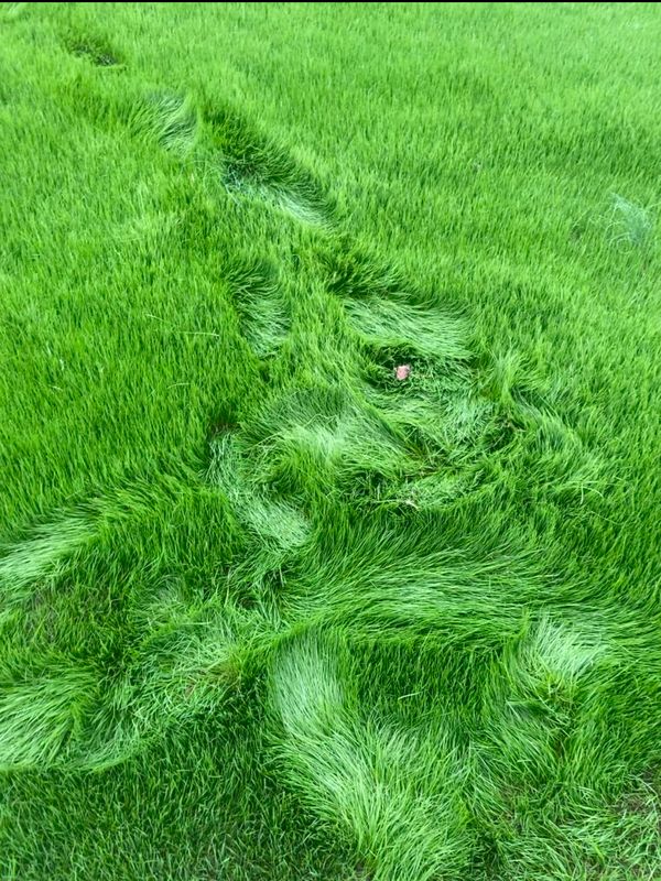 Lawn Mowing 🚜