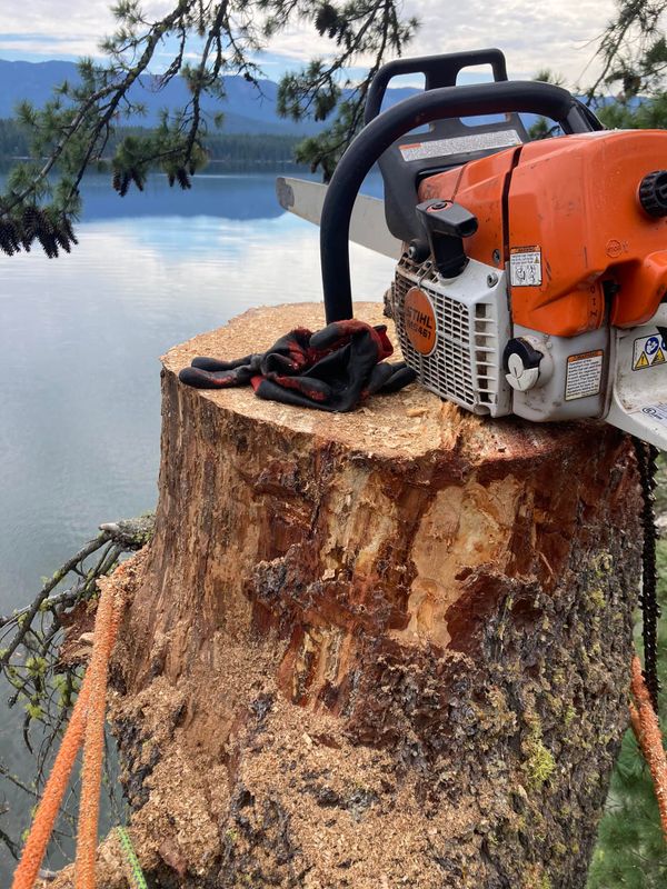 Tree Trimming and Removal