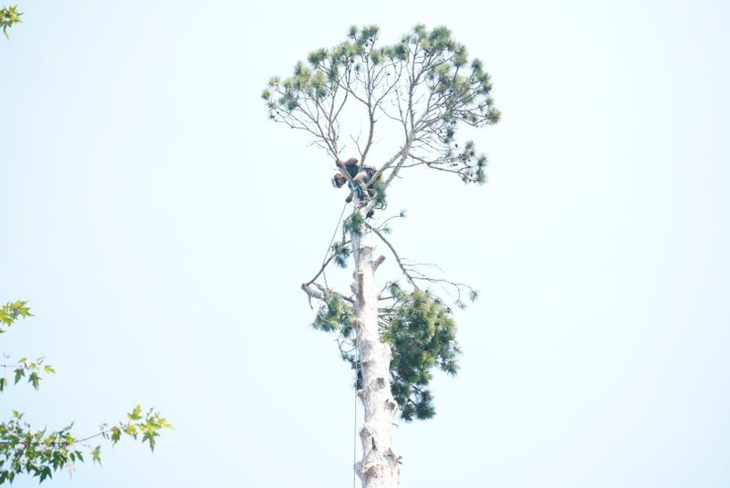 Tree Removal / Service