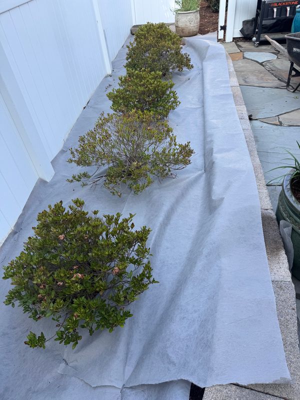 Planting