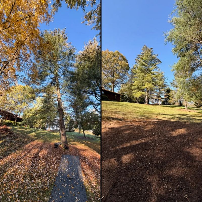 Tree Trimming