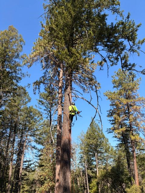 Tree Removal