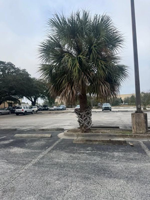 Tree Trimming + Removal