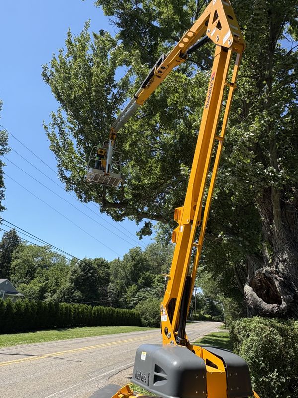 Tree Trimming