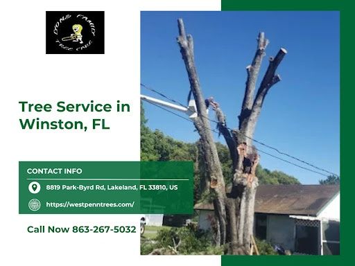 Tree Removal