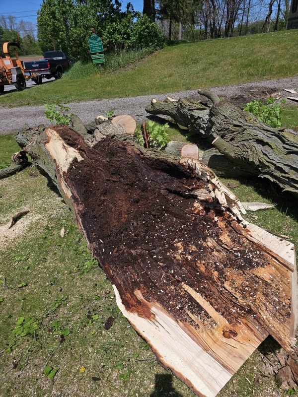 Tree Removal