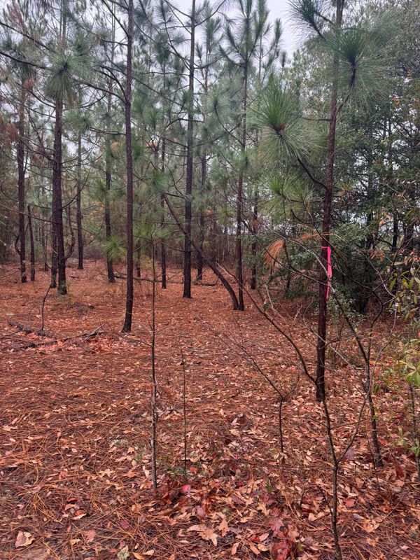 Forestry Mulching
