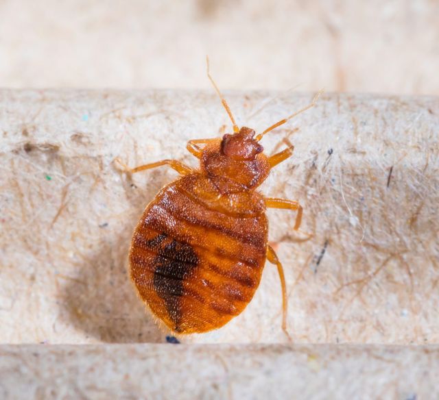 Bed Bugs