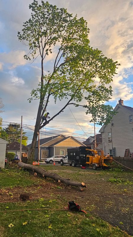 Tree Removal