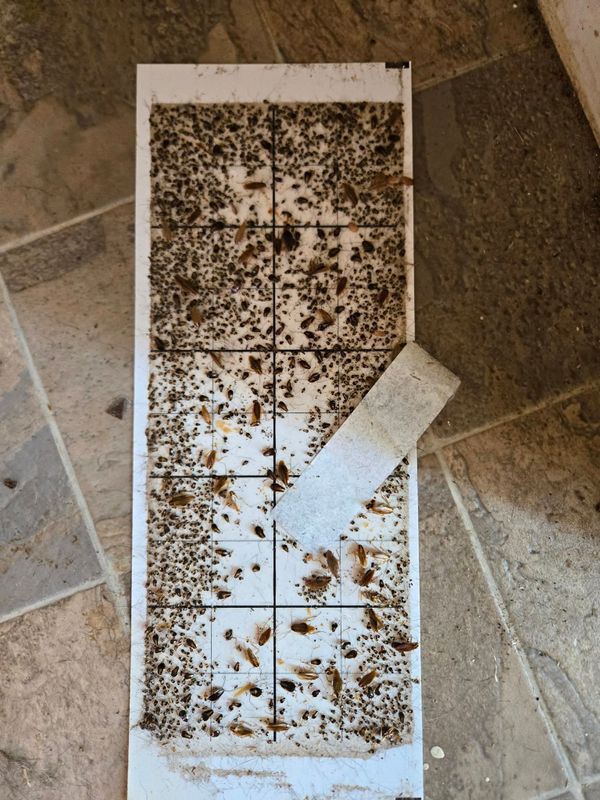 Cockroach Extermination