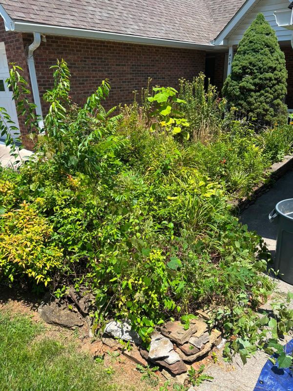 Lawn Maintenance