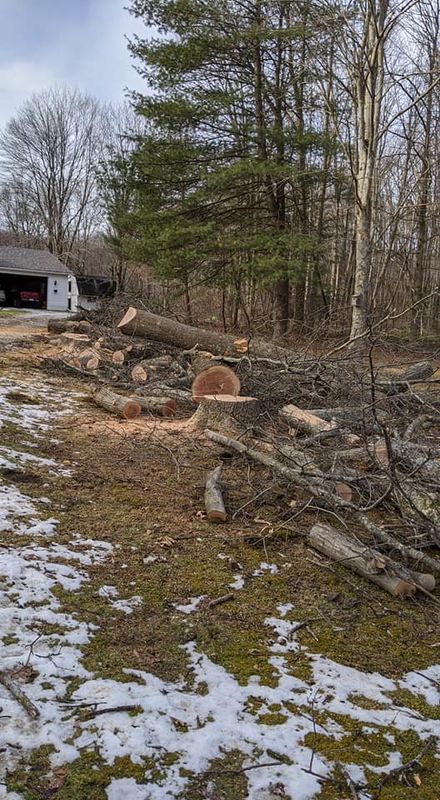 Tree Removal gallery