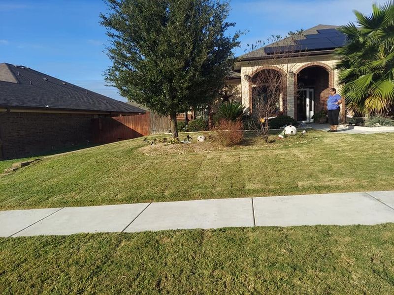 Tree and Shrub Care