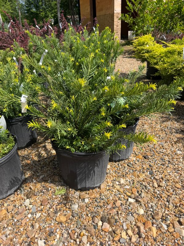 Garden Center