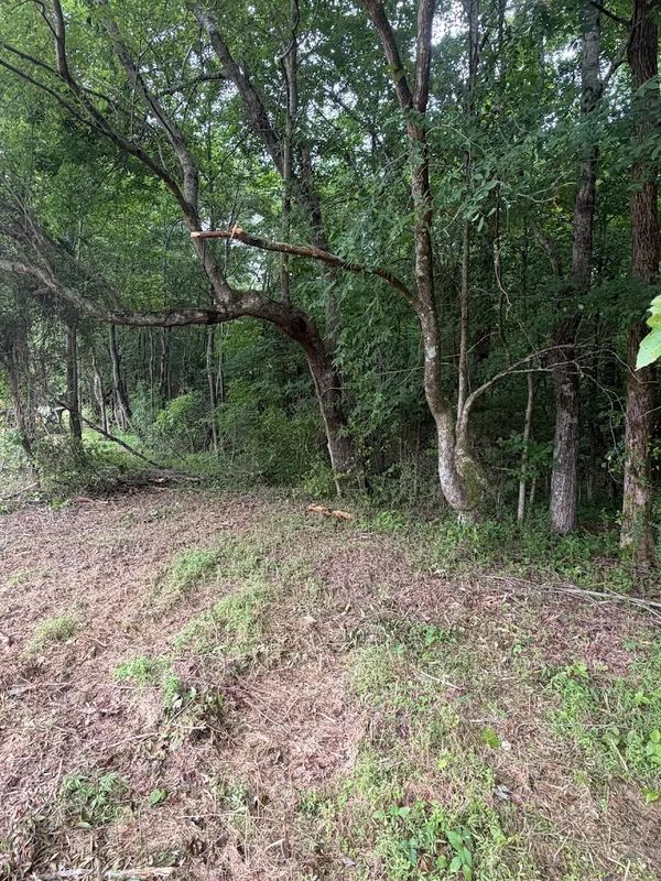 Brush Clearing