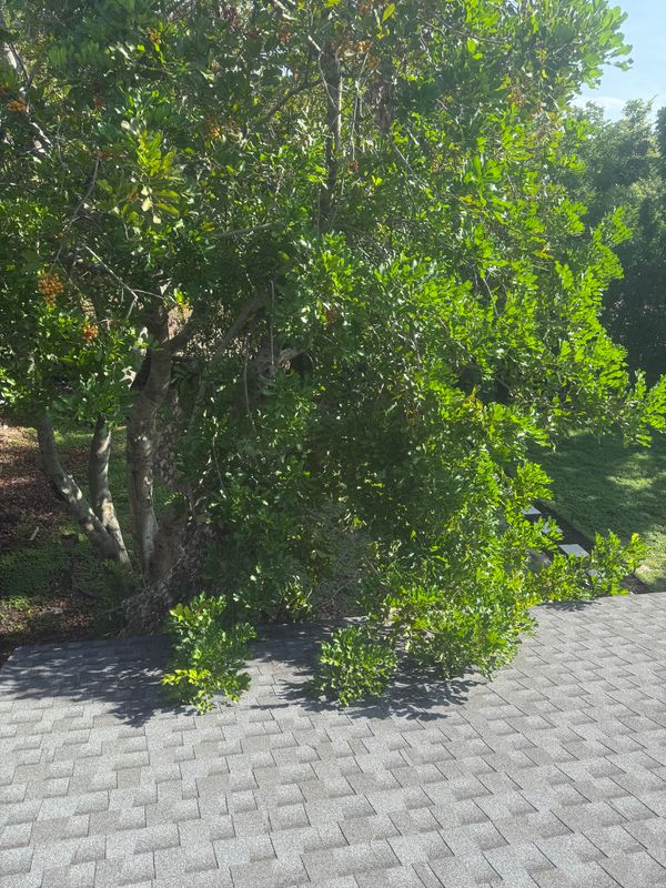 Palm Pruning
