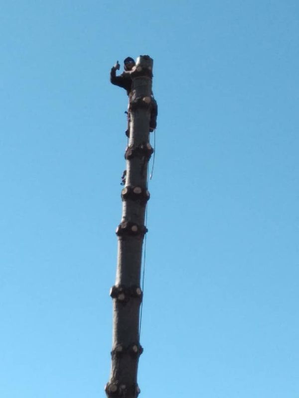 Tree Removal gallery