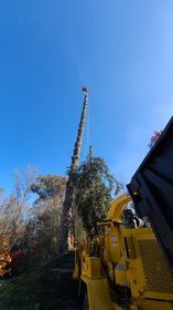 Tree Services