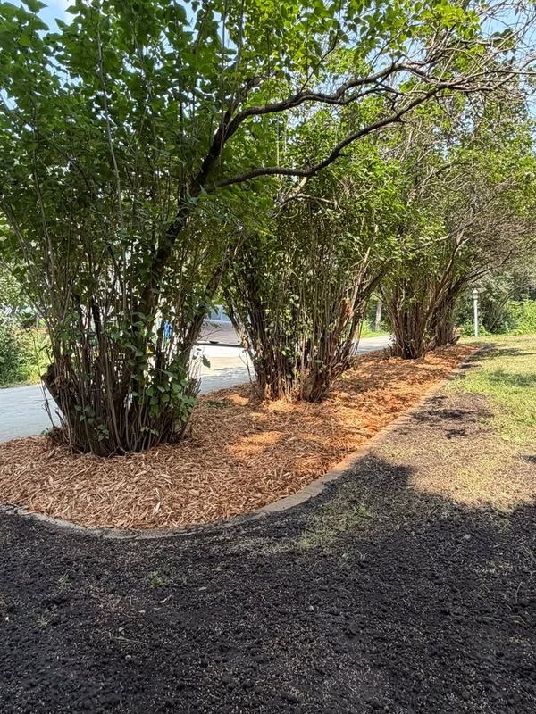 Shrub Trimming