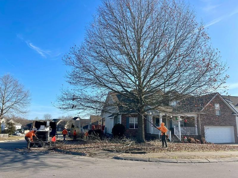 Other Tree Services