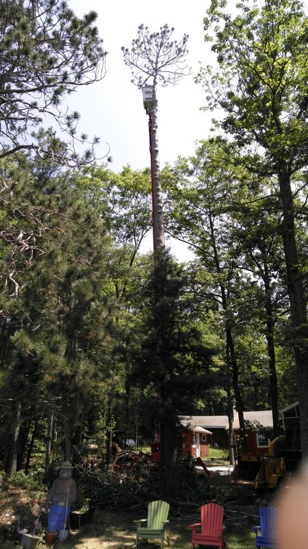 Tree Services