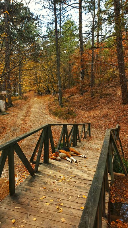 Fall Clean Up