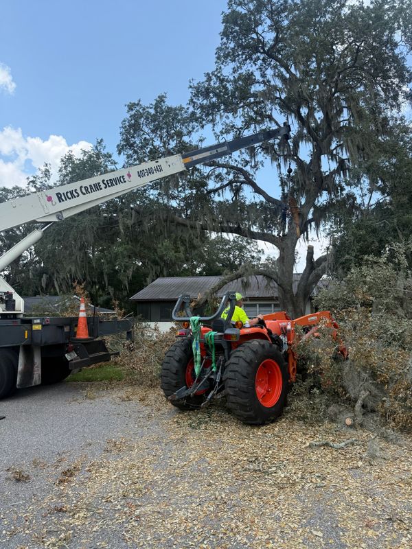 Tree Removal