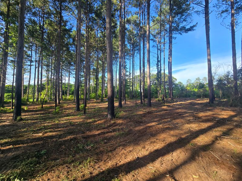 Forestry Mulching