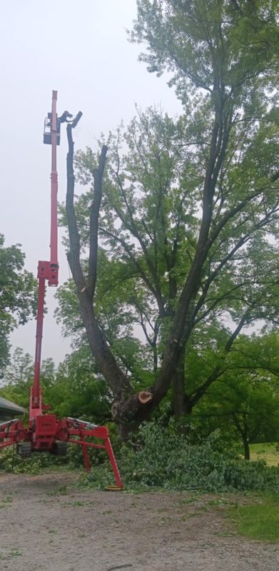Tree Trimming