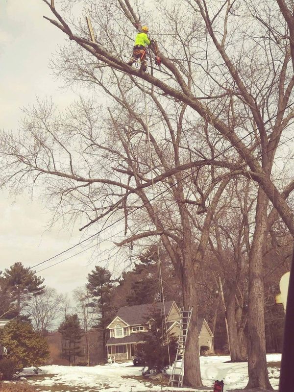 Tree Removal gallery