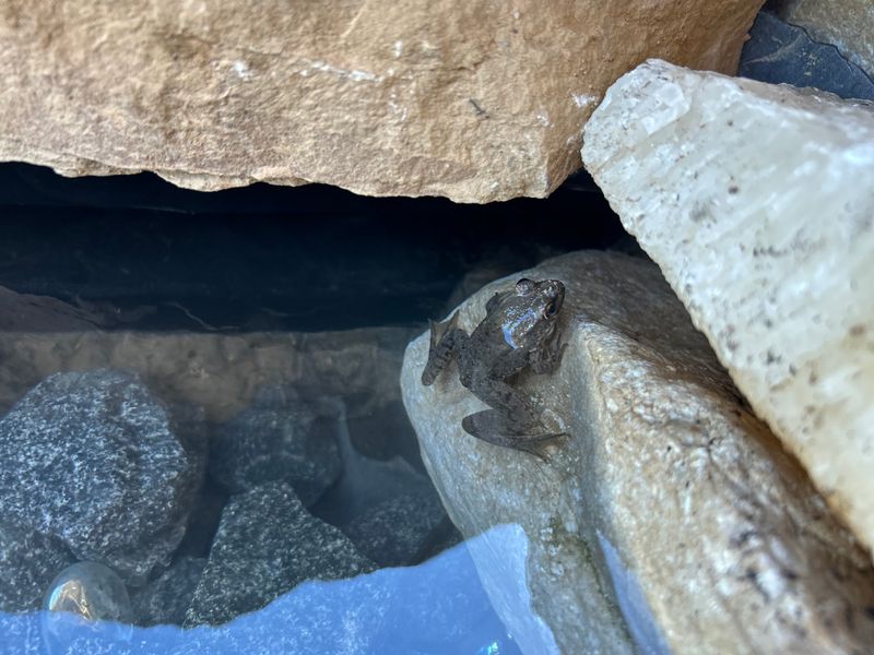 Custom Waterfall Installations