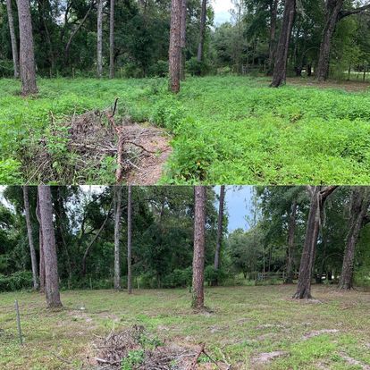 Landscape Cleanup