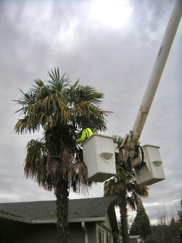 Tree Trimming