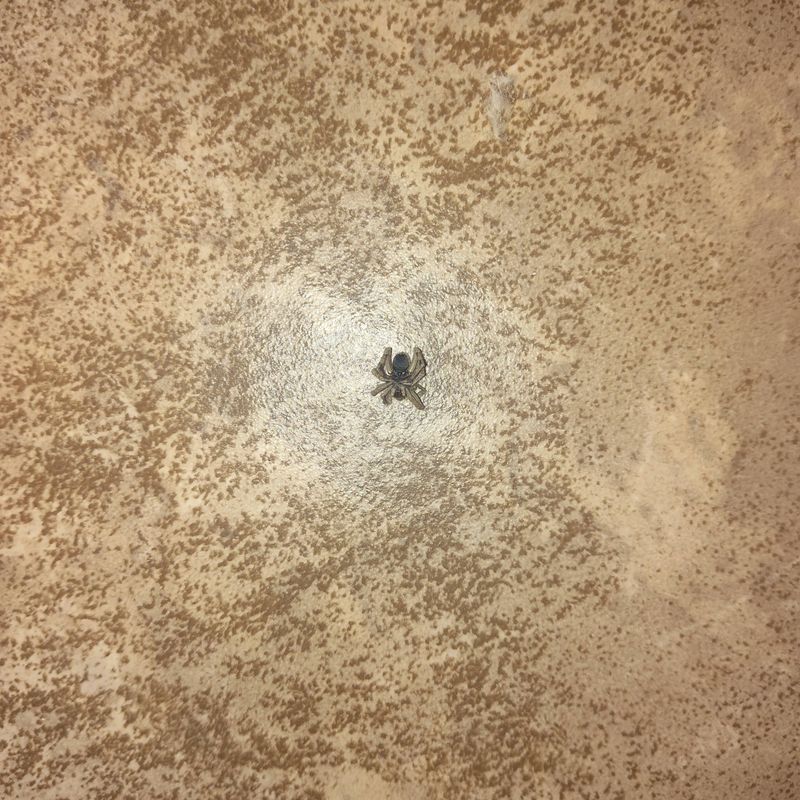 Pest Control