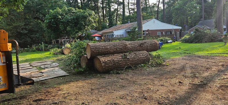 Tree Removal gallery