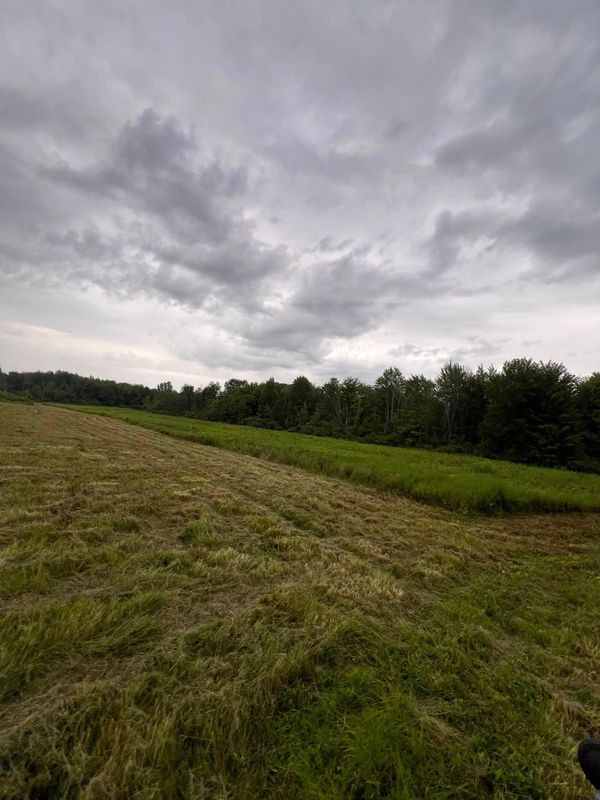 Brush Clearing