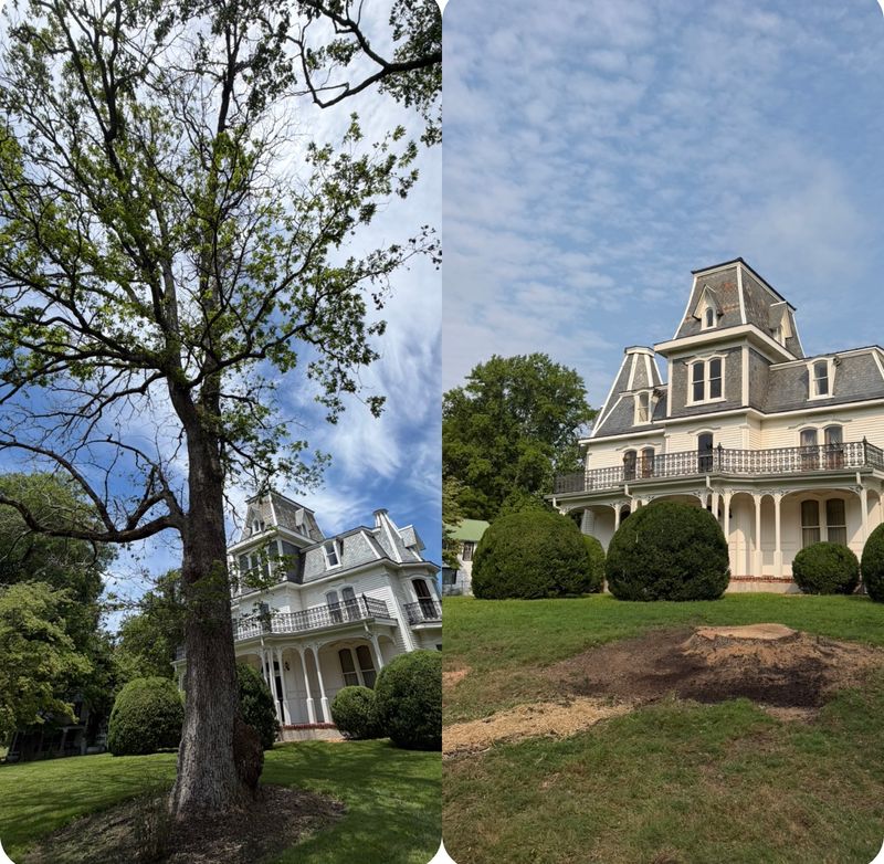 Tree Removal