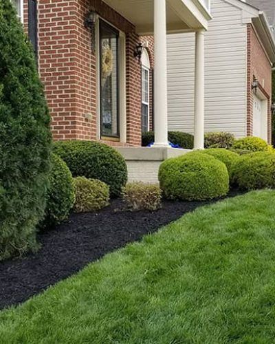 Shrub Trimming