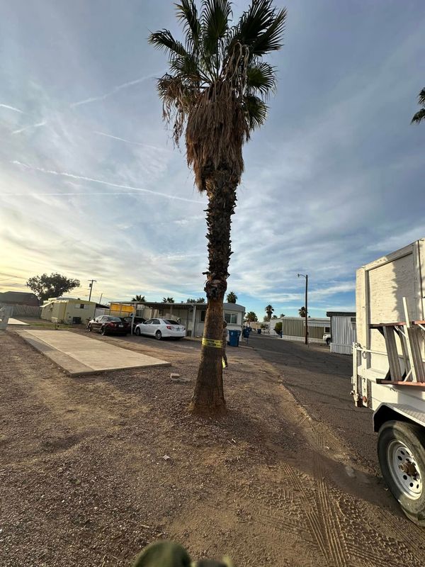 Tree Trimming