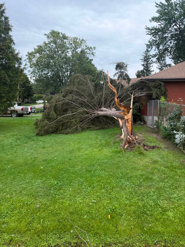 Fallen Tree Removal & Storm Cleanup in Hamilton, Ontario