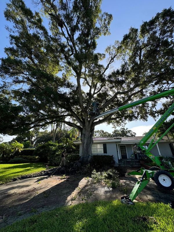 Tree and Shrub Care