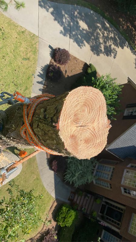 Tree Removal gallery