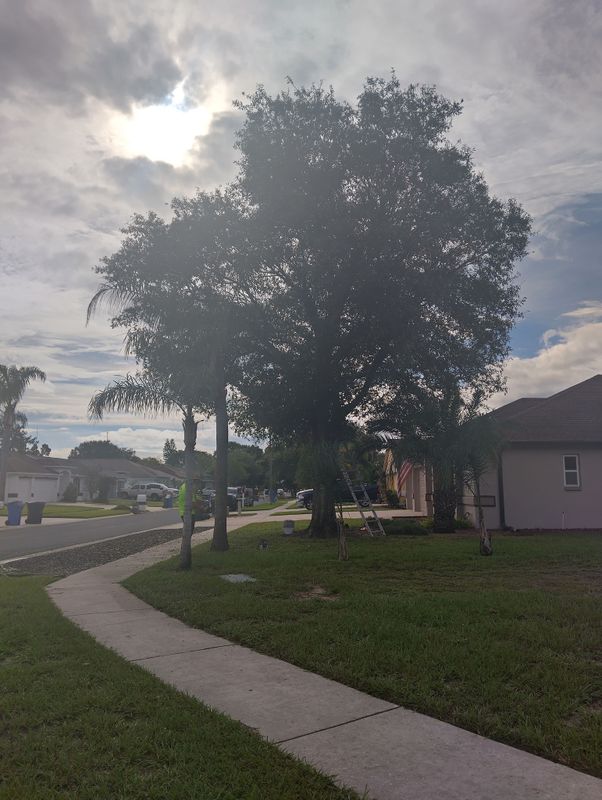 Tree Trimming