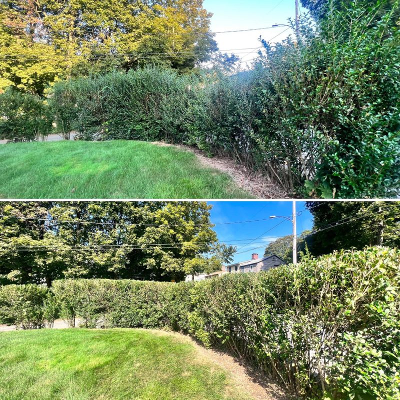 Shrub Trimming