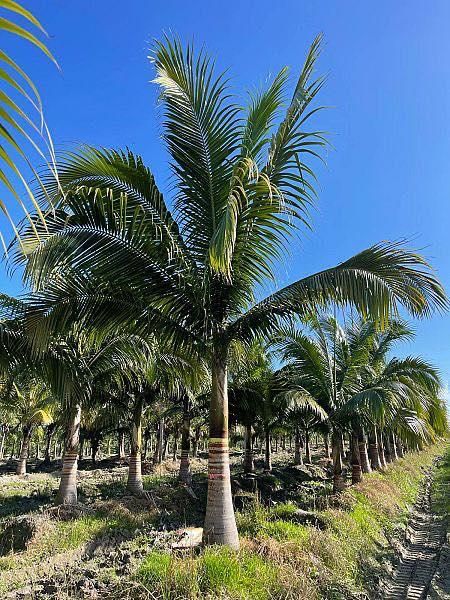 Landscape Design & Installation