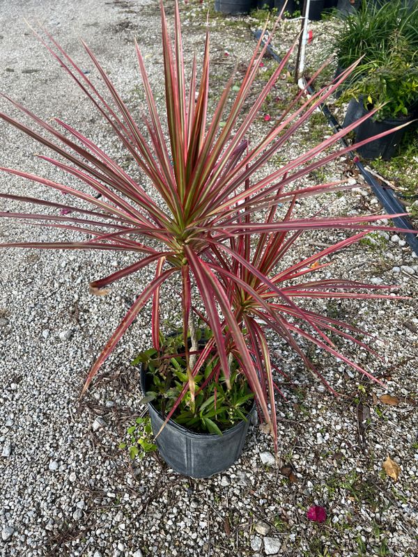 Plant and tree list