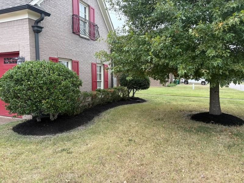 Tree and Shrub Care