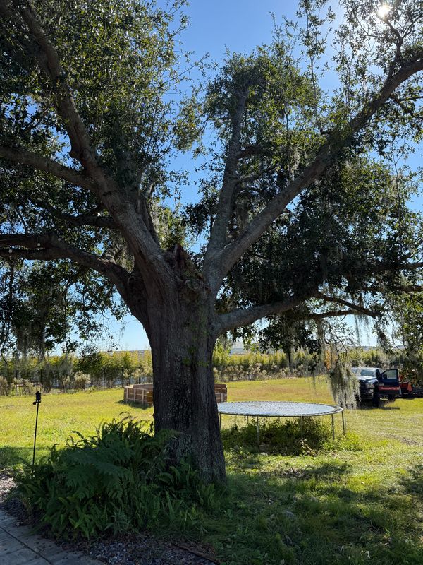 Tree Pruning