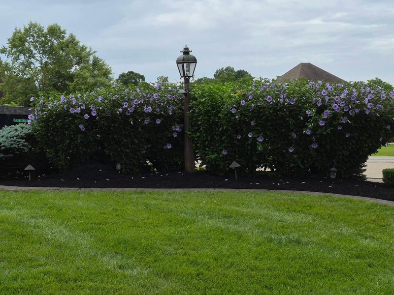 Tree and Shrub Care